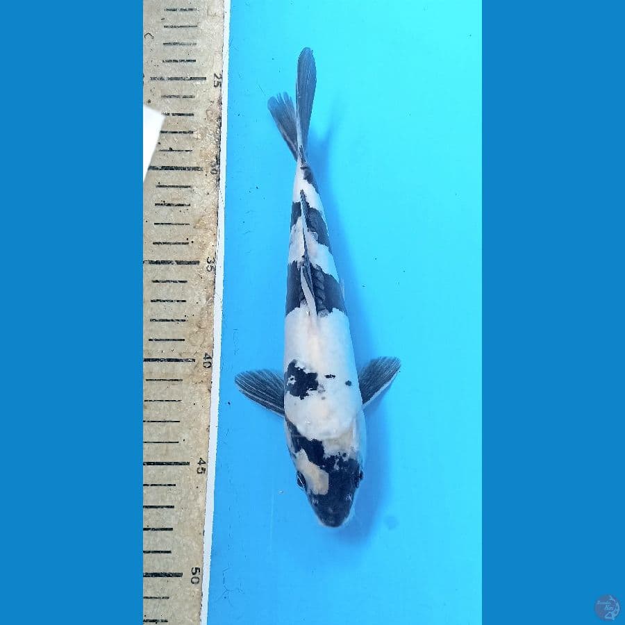 Shiro doit 23cm