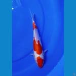 kohaku doitsu murni