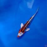 Koi Import Jepang Kujaku (Sertifikat Yagenji) 20cm Super
