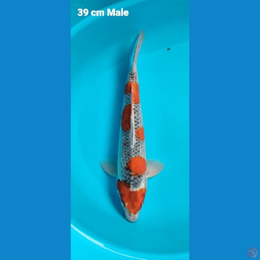 gosiki 39 male