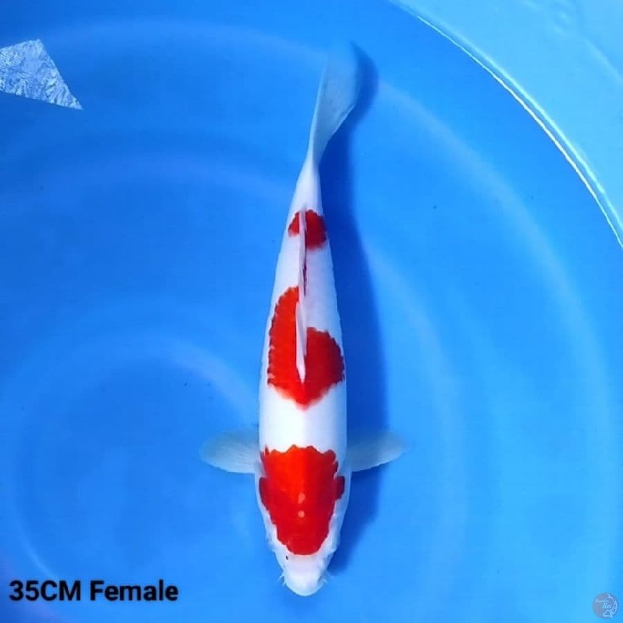 3 Step Kohaku 35CM FM