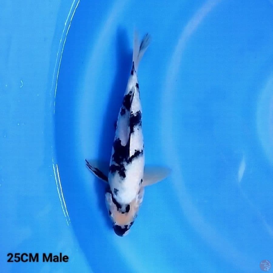 Bahan Keep Shiro 25CM Male