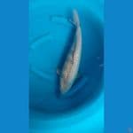 Soragoi 45Cm Full Gindrin