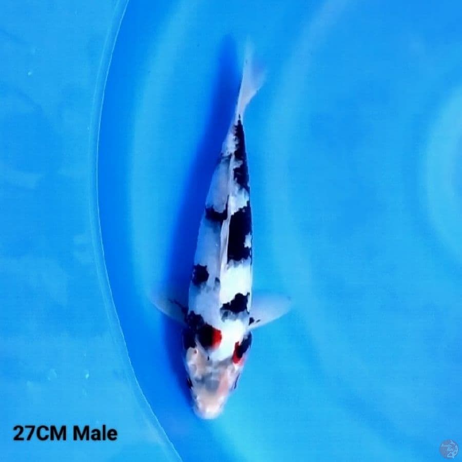 Shiro Bocor 27CM Male 