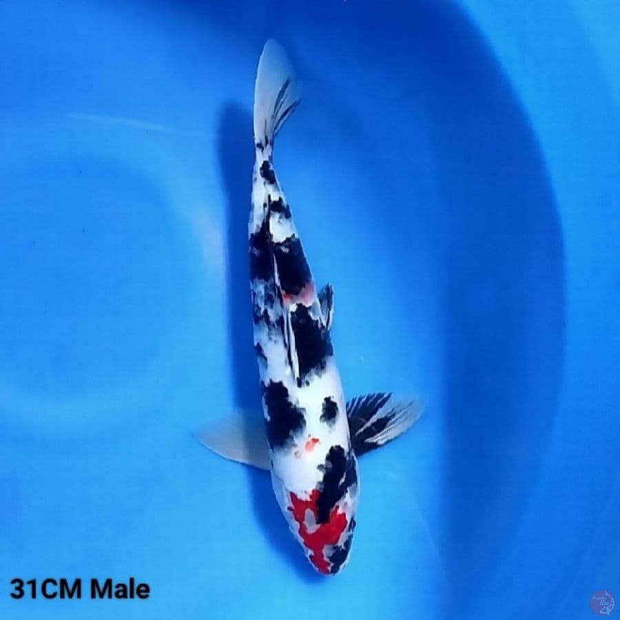 Tancho Showa 31 Male