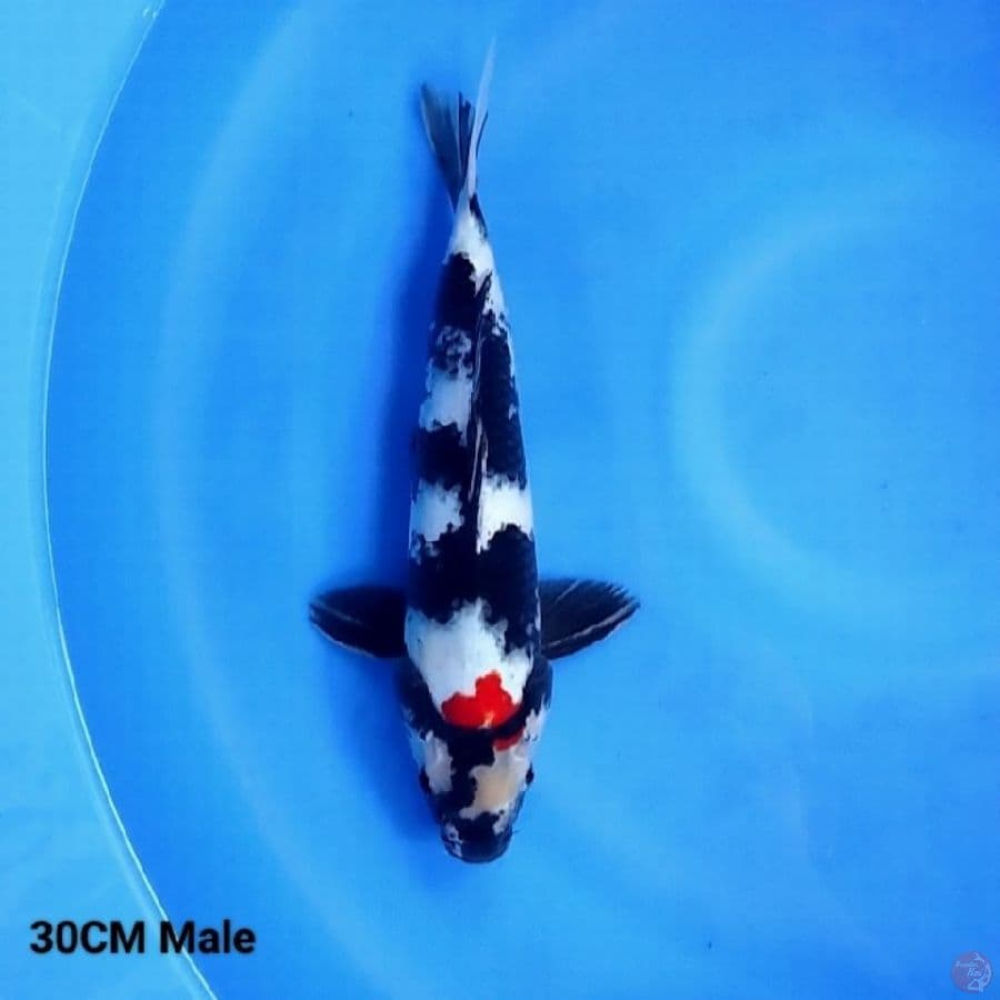 Tancho Showa 30CM Male