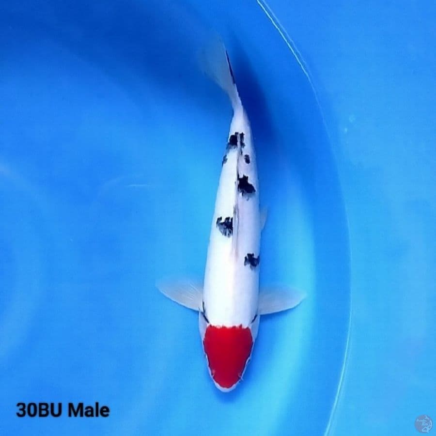 Tancho Sanke 30BU Male