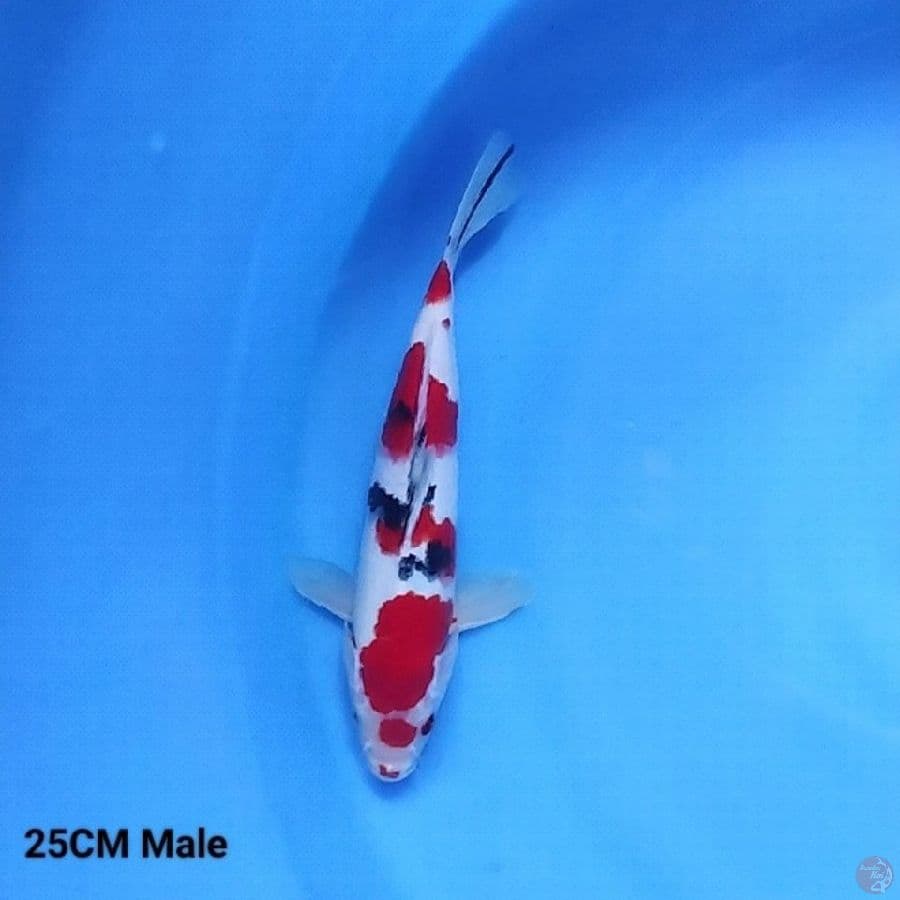 HQ Sankis 25CM Male