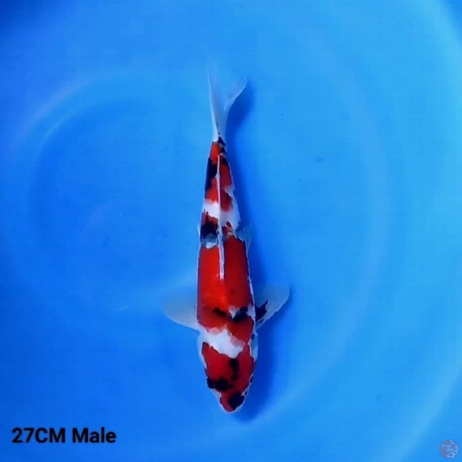 Showa 27CM Male 