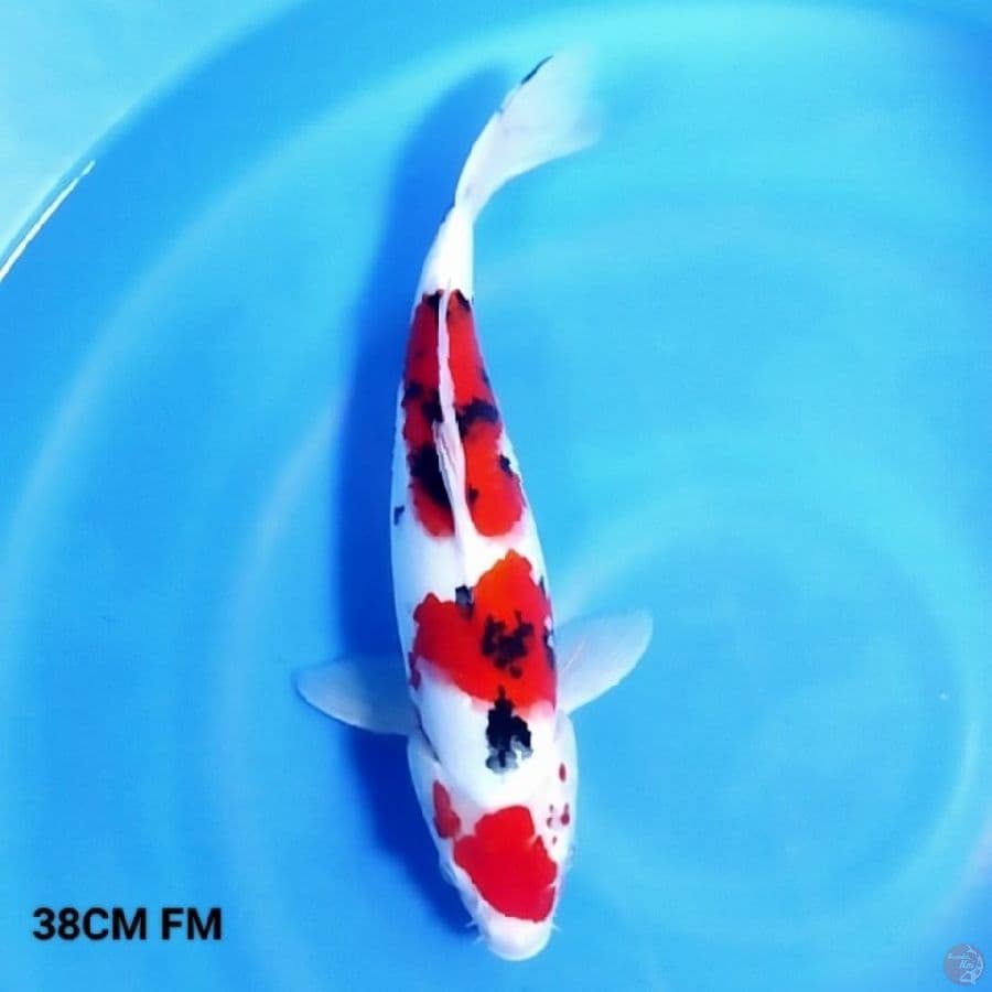 Taisho Sanshoku 38CM Female 