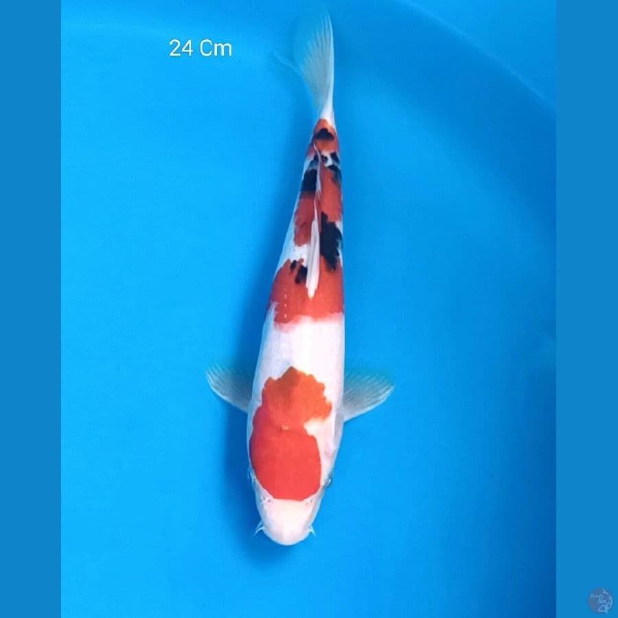 Sanke 24 Cm