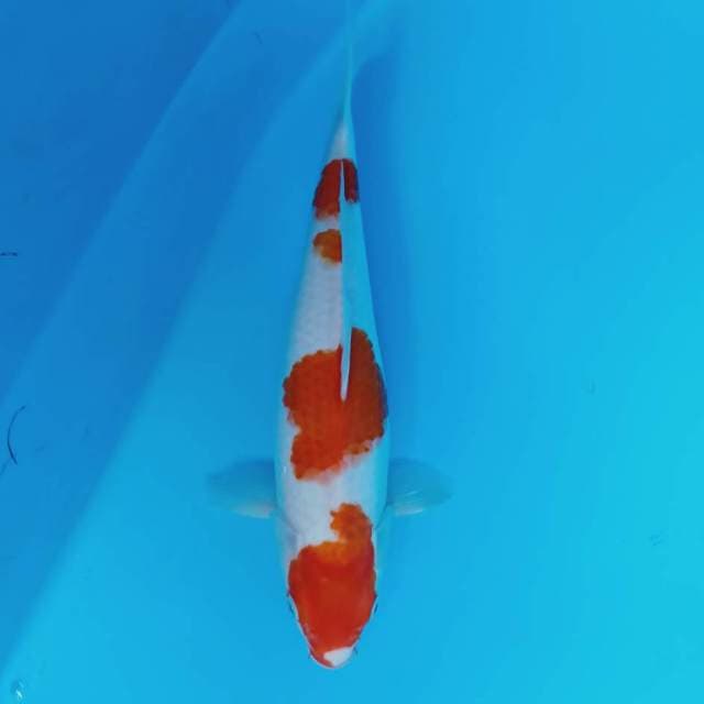 Kohaku
