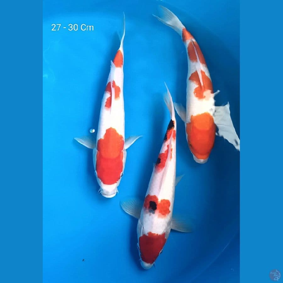 Mix 27 - 30 Cm