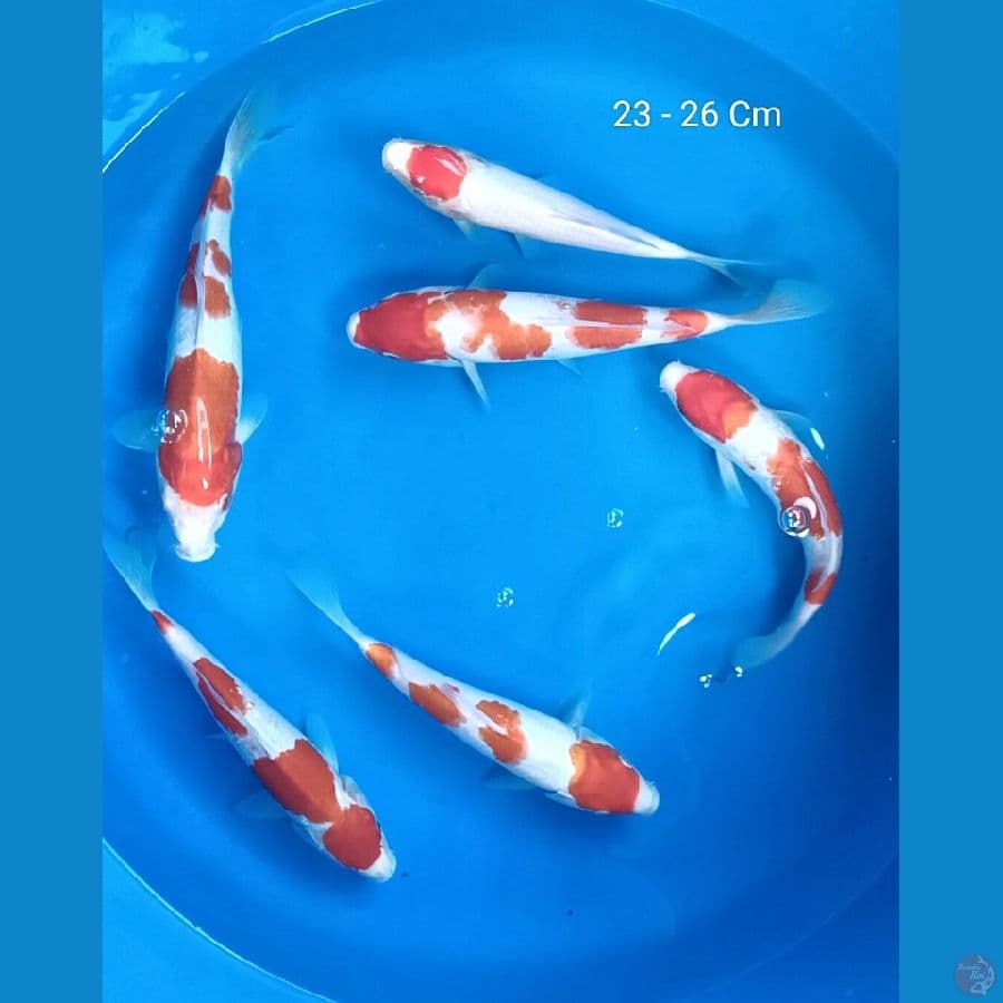 Mix 23 - 26 Cm