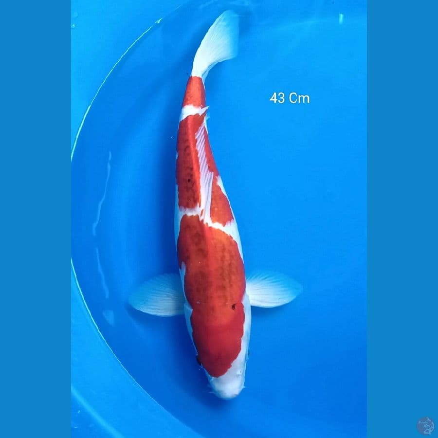 Ai Goromo Male 43 Cm