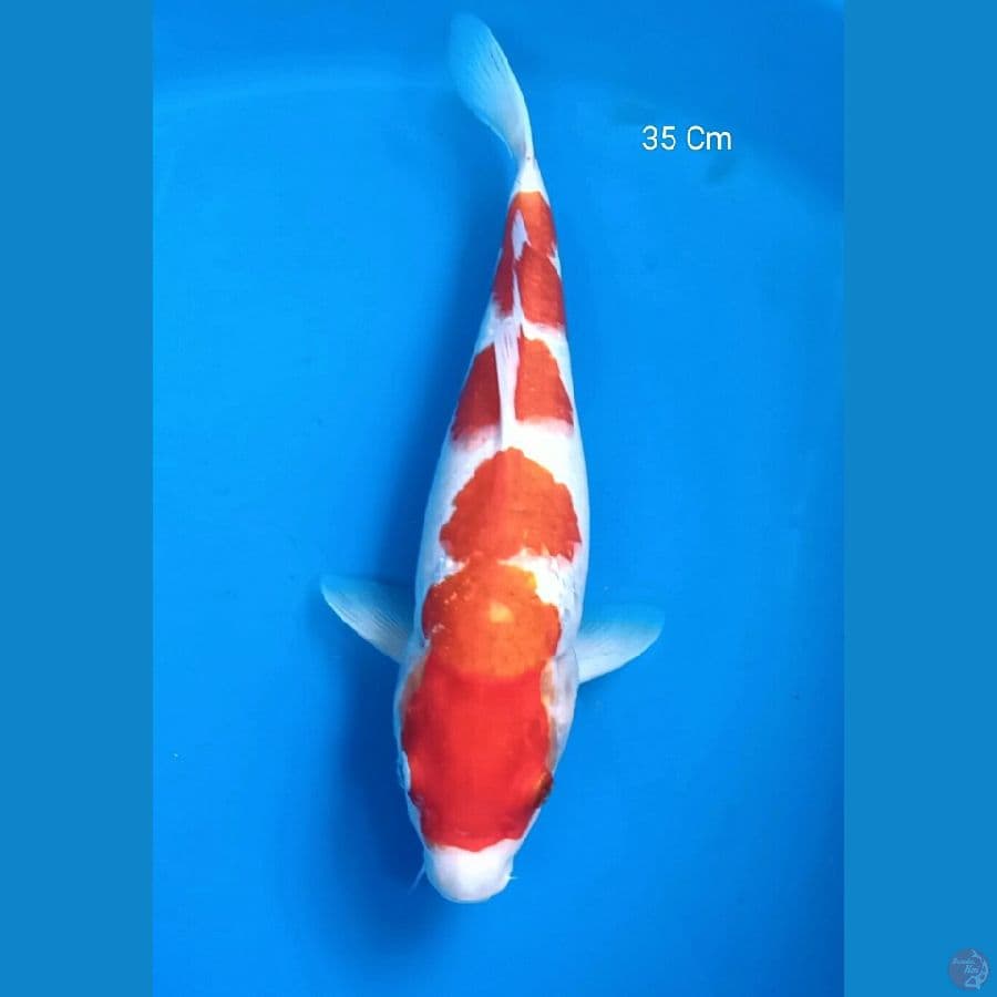 Kohaku 35 Cm