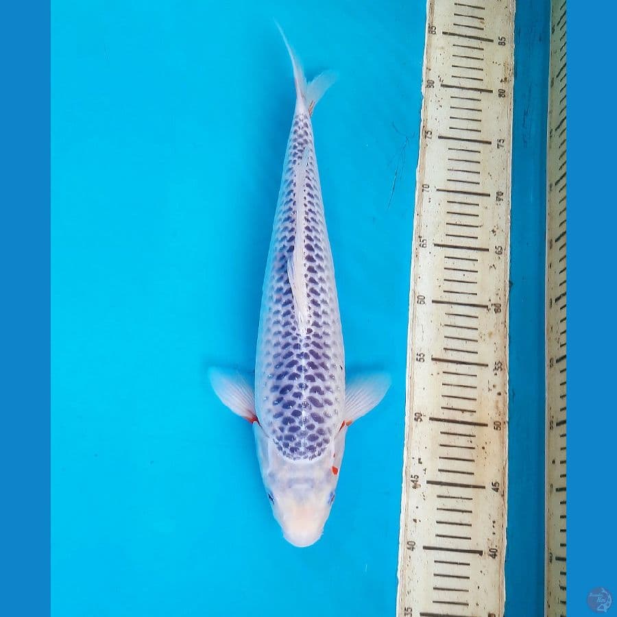 Fukurin asagi 41cm male