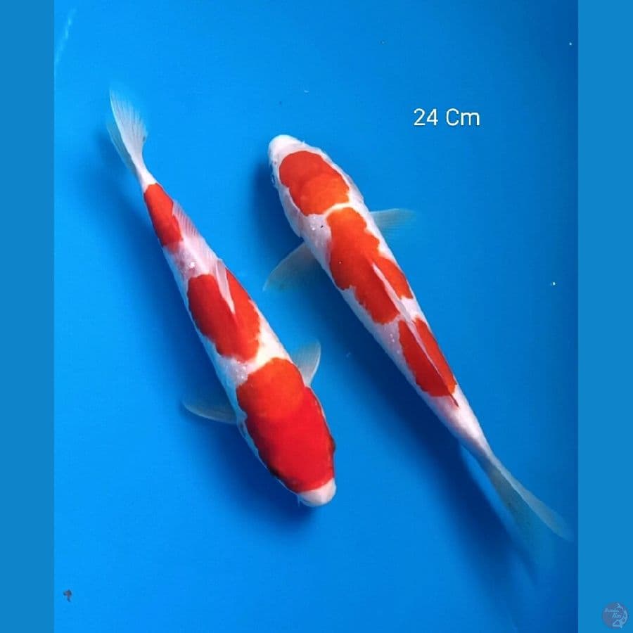 Kohaku 24 Cm