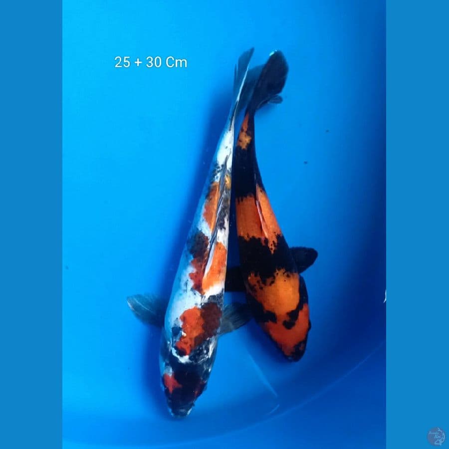 Mix 25 - 30 Cm