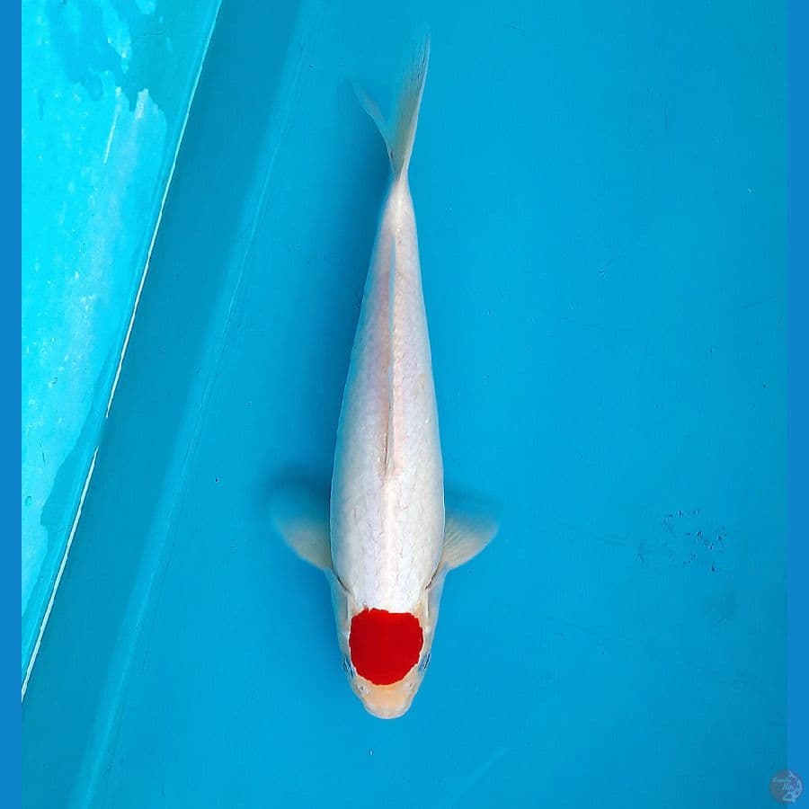Original tancho kohaku 31cm male