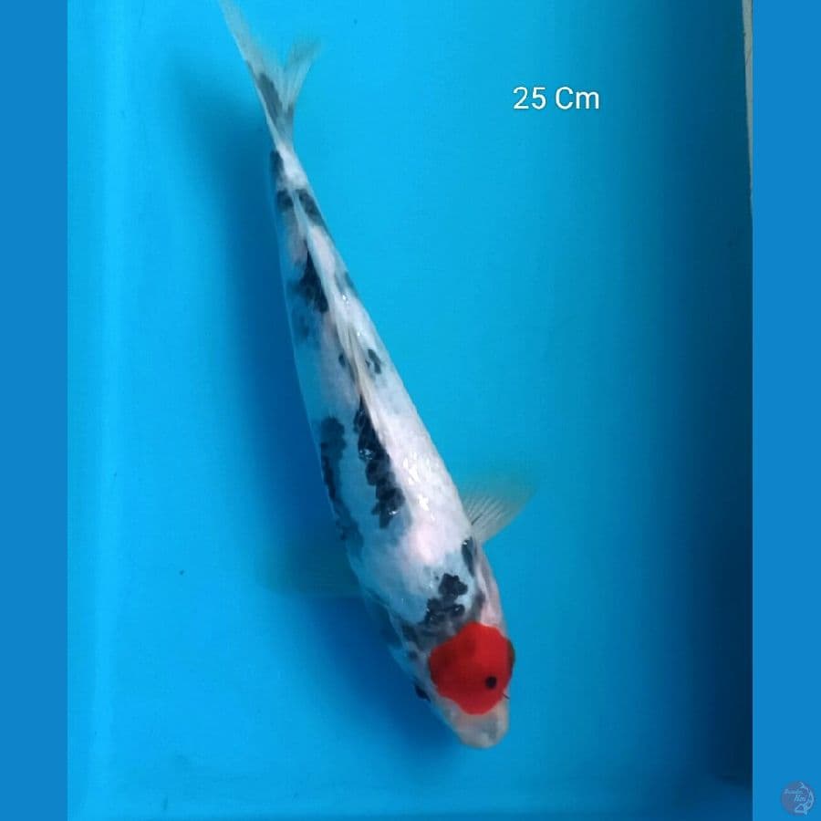 Tancho Showa 25 Cm