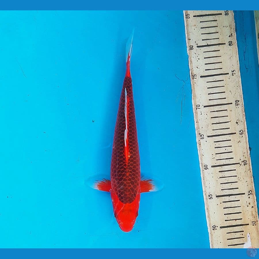 Aka matsuba 31cm male