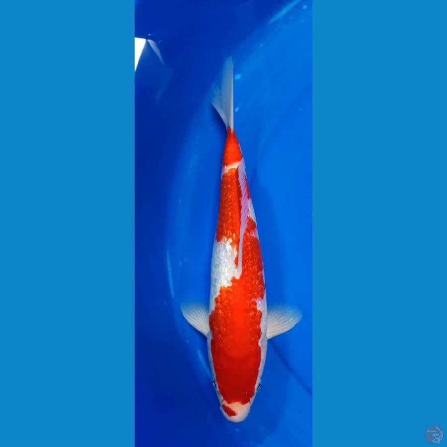 KOHAKU GINDRIN 32cm