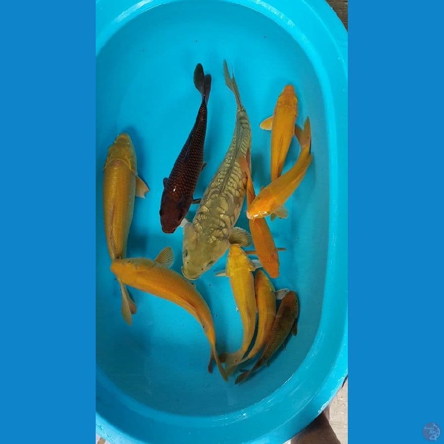 Mix Koi (Chagoi, Arogoke, Midori)