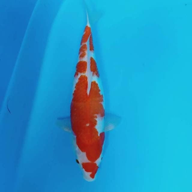 Kohaku