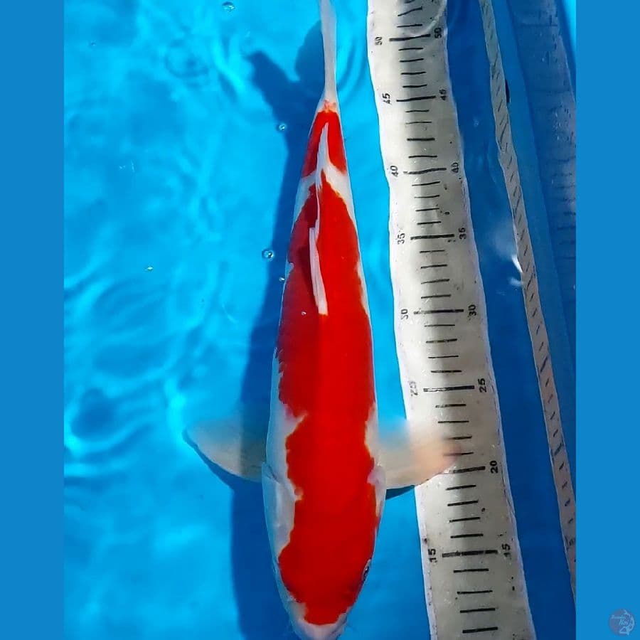 KOHAKU RED STRONG 41 CM