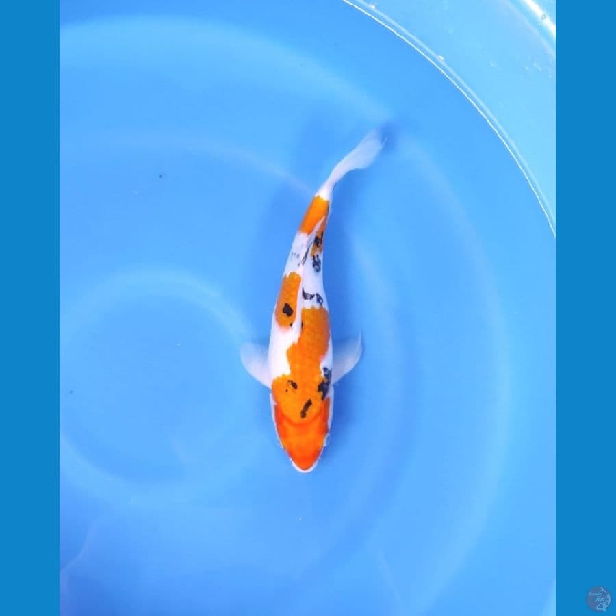 SANKE 30 CM - MALE