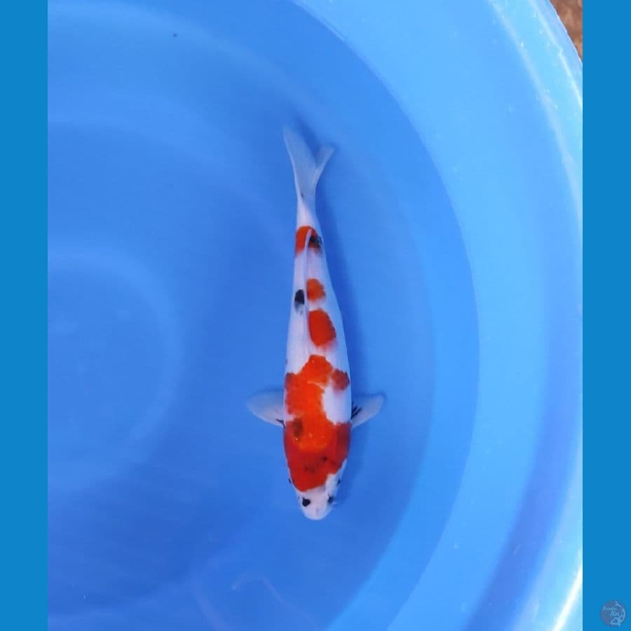 SHOWA 31 CM - FEEMALE