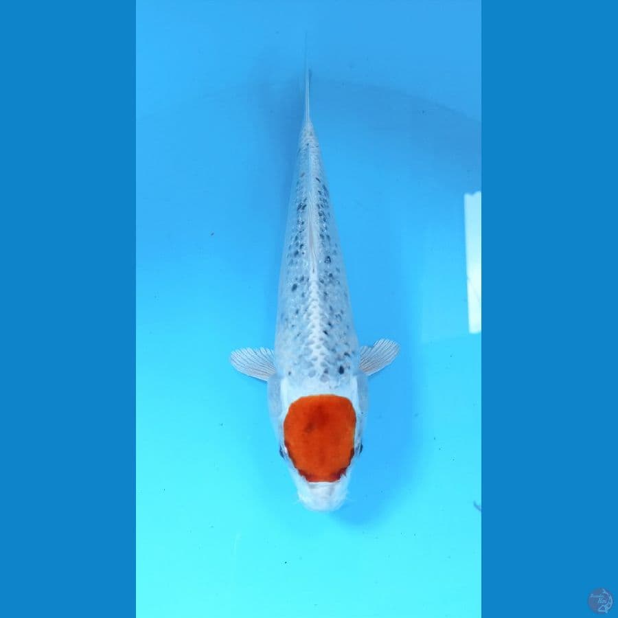 Tc kujaku 24cm