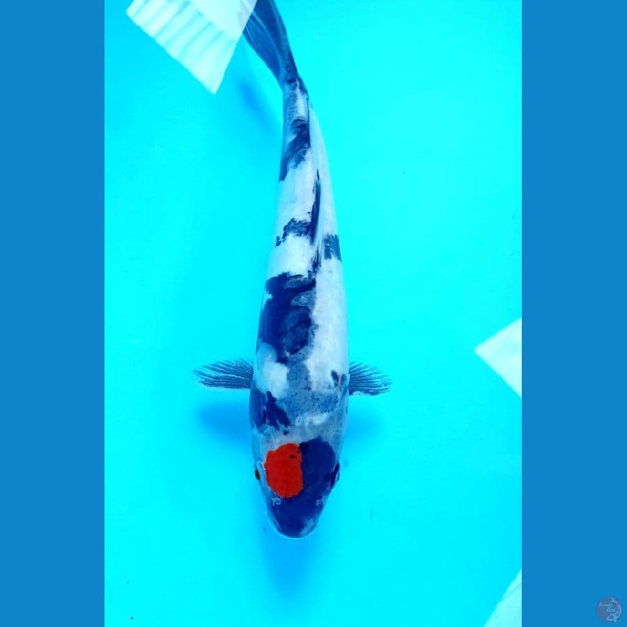 Tancho doit 24cm