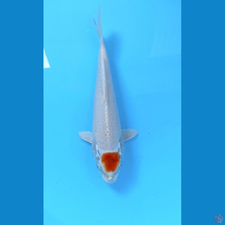 Tancho 21cm