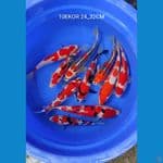 PAKET MIX CIAMIX 10 EKOR 24_32CM