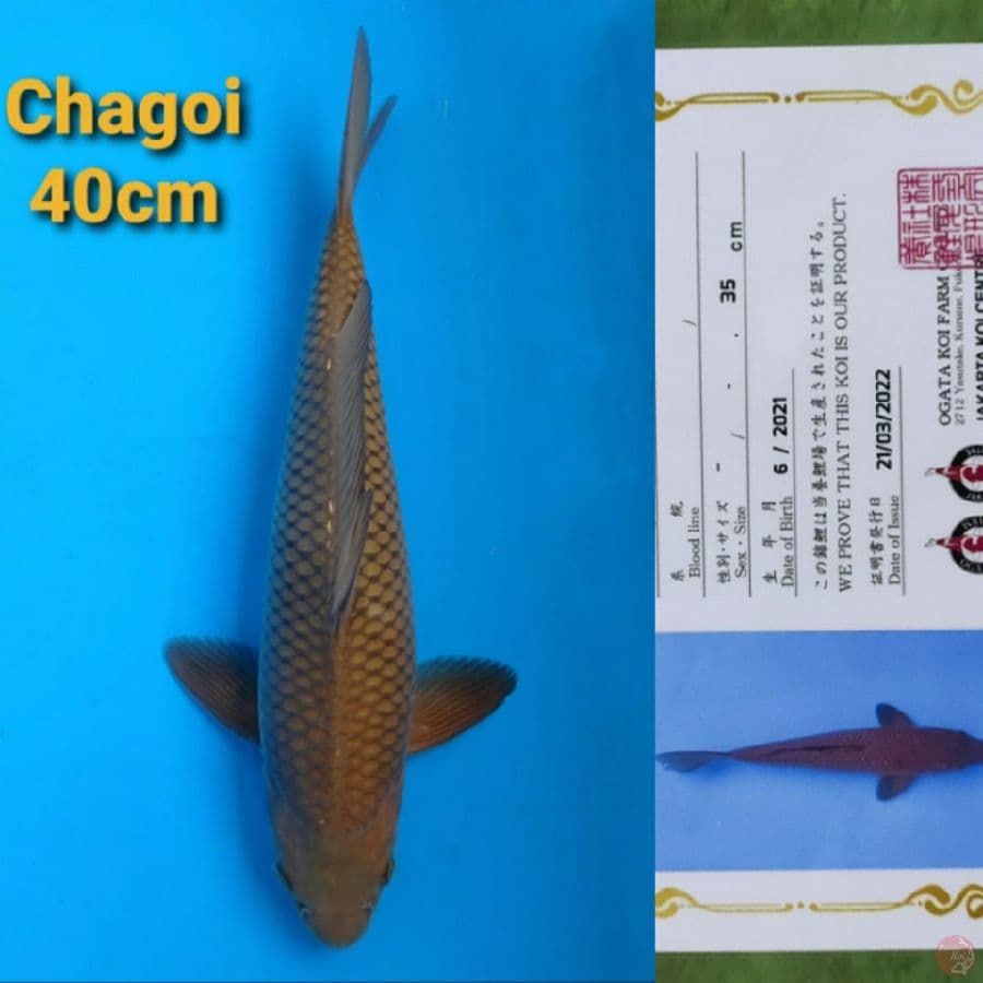 OGATA CHAGOI 40CM SERTI
