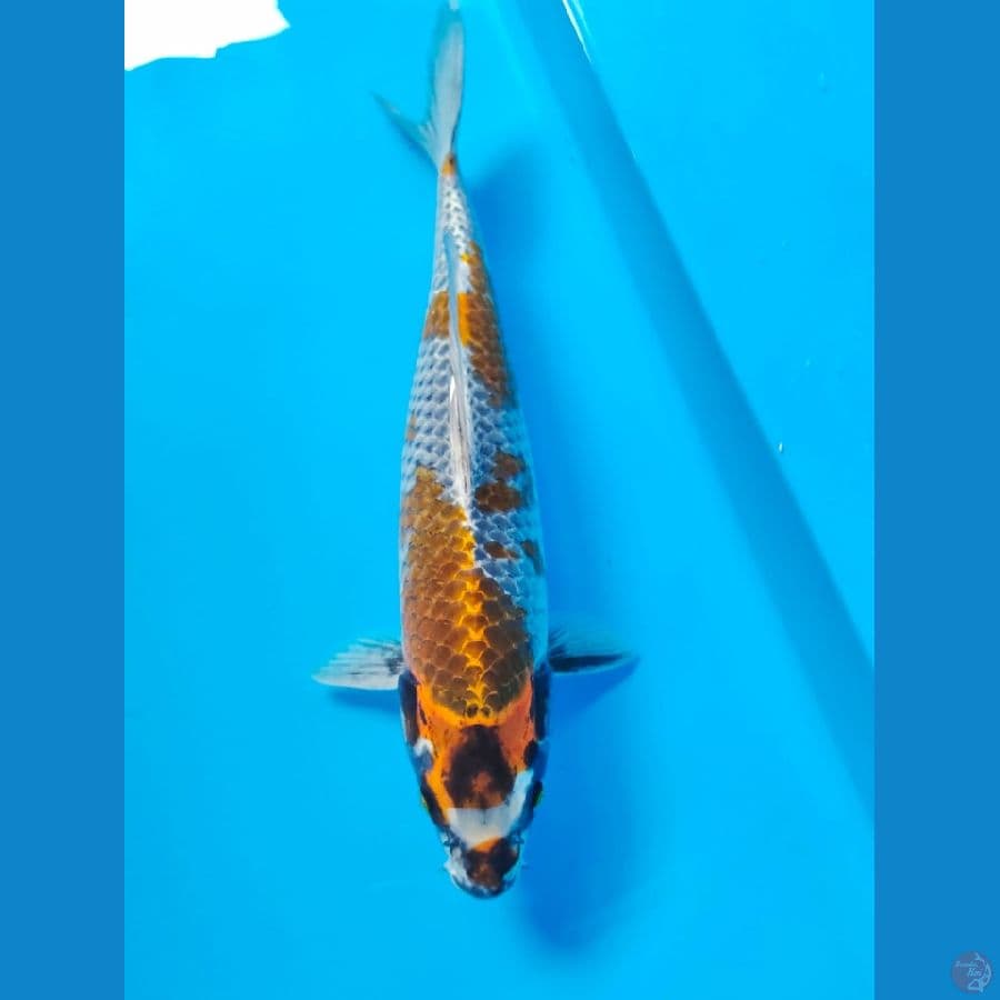 kogane ochiba 41cm
