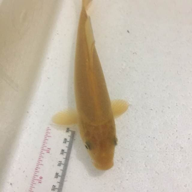 Karashi Mata Merah Konishi Serti 19 cm