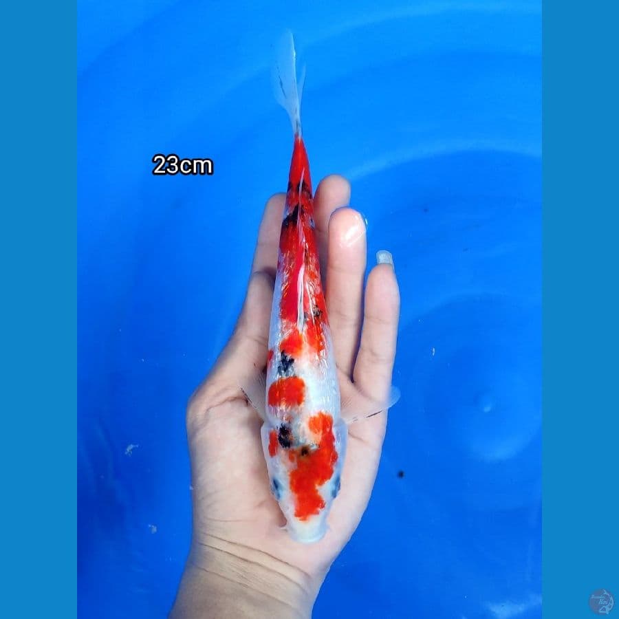 Kingrin A 23cm