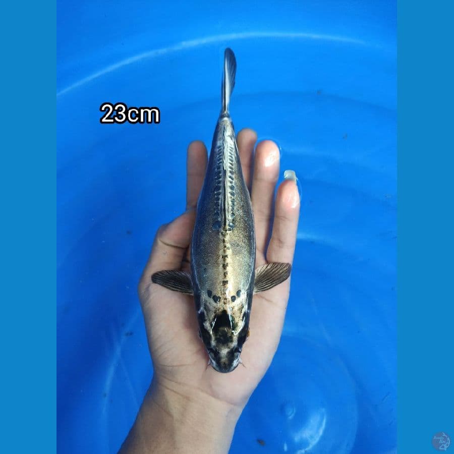 Kawarimono A 23cm