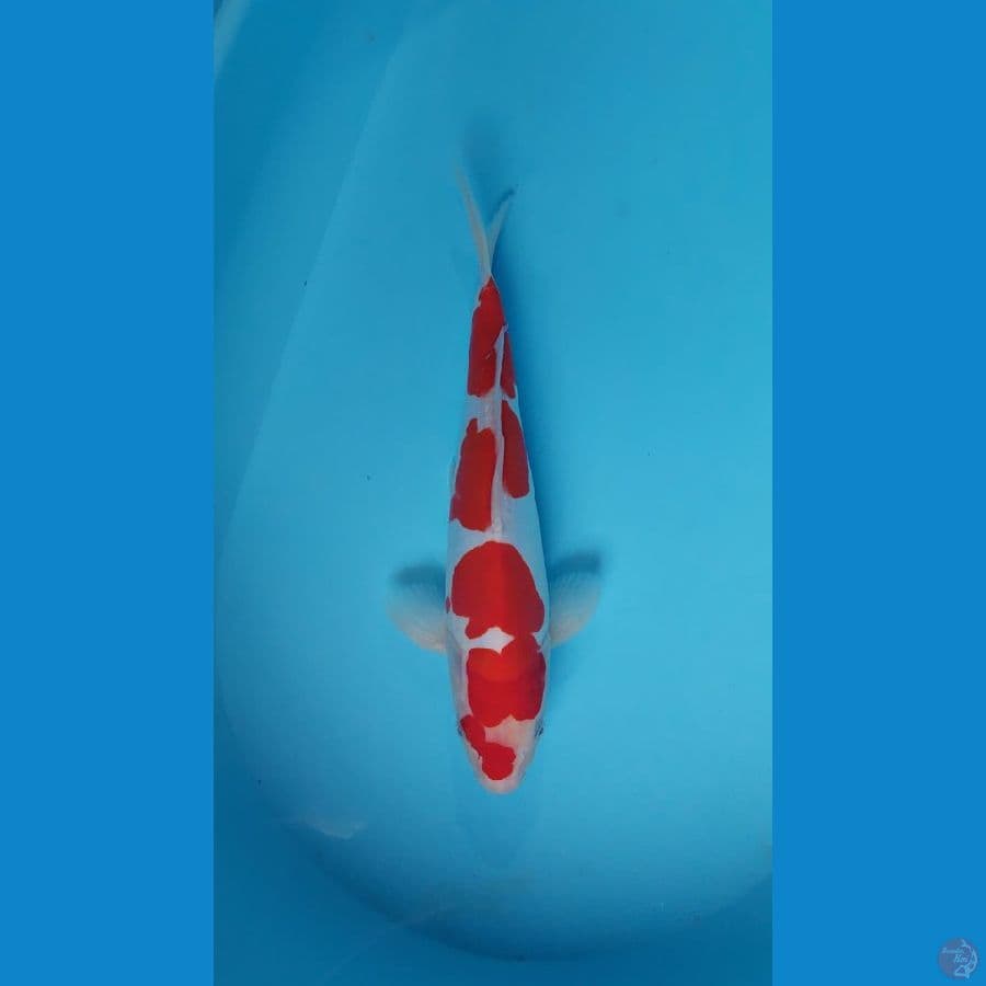 male doitsu murni 32 cm