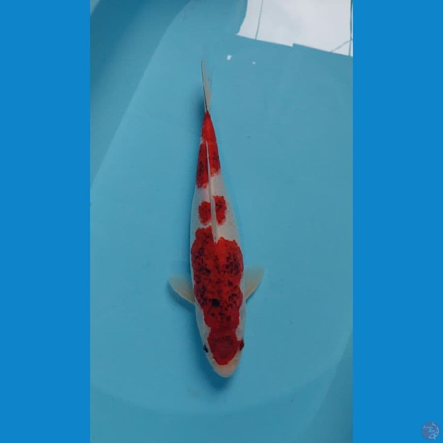 goromo 37 cm 