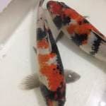 Duo Showa F1 35bu
