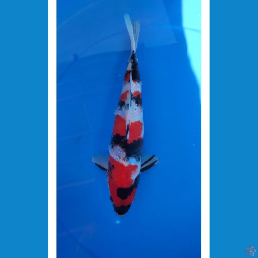 Shoea Male 30cm