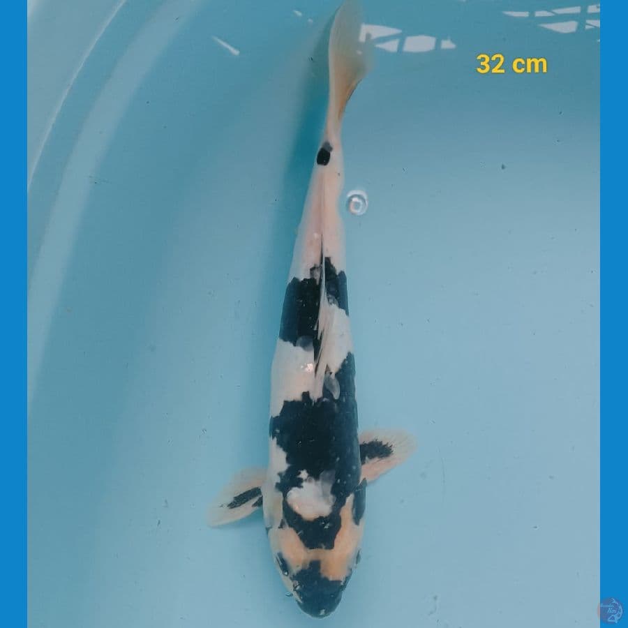 Shiro doit 32 cm