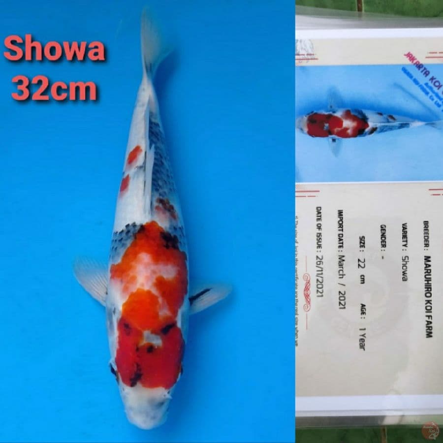 MARUHIRO SHOWA 32CM SERTI