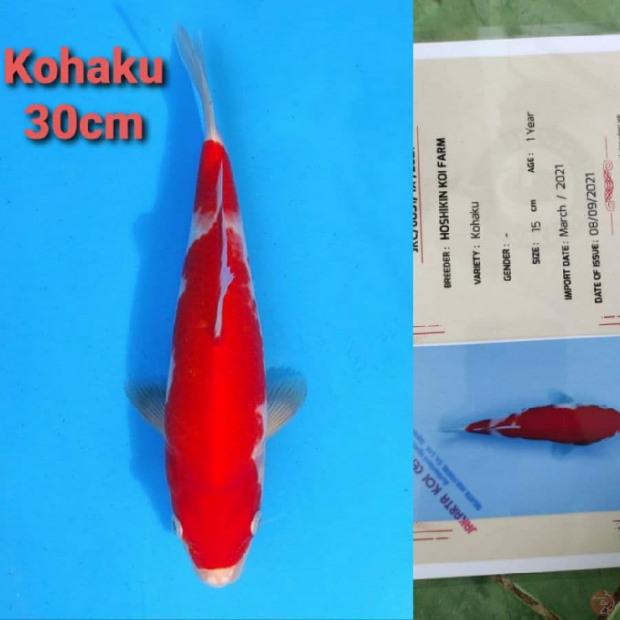 HOSHIKIN KOHAKU 30CM SERTI