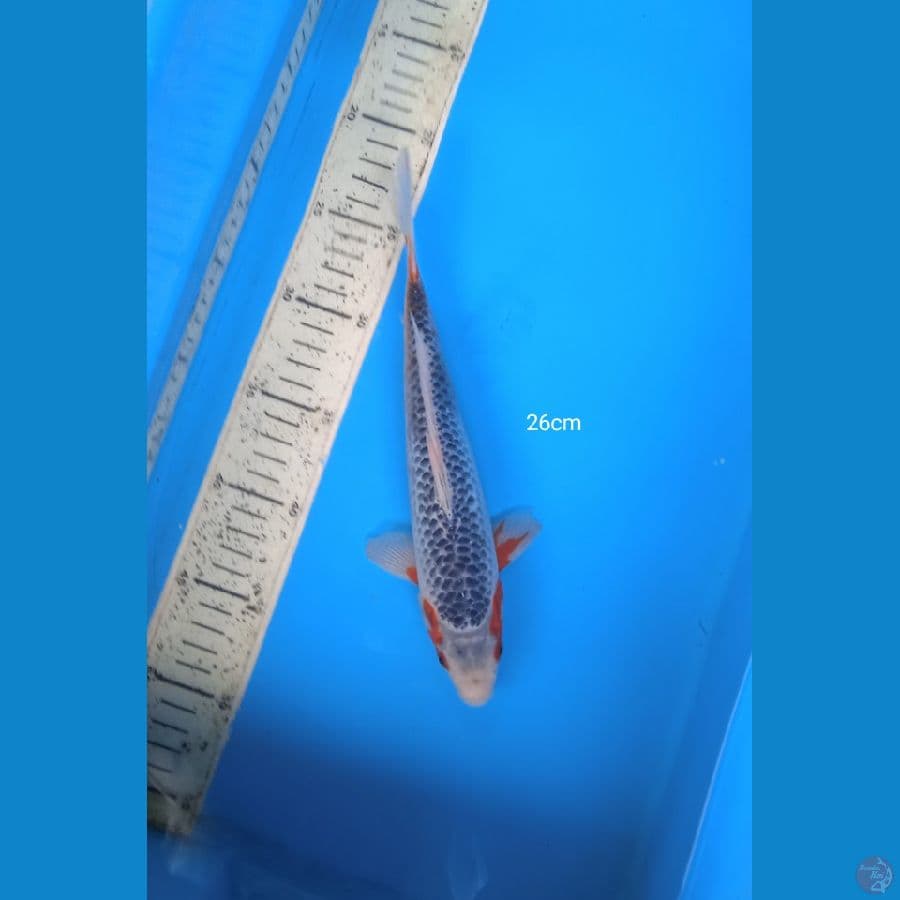 asagi 26cm