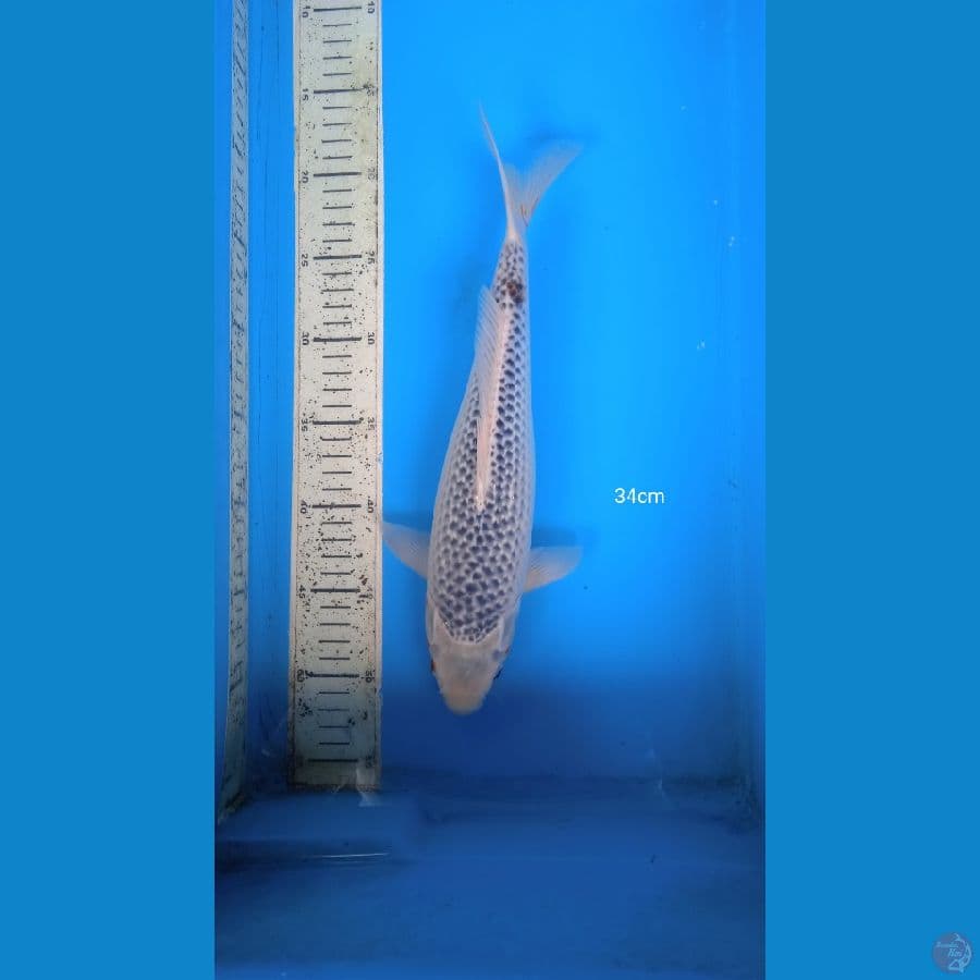 asagi 34cm